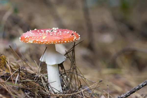 Giftiga amanita muscaria svamp — Stockfoto