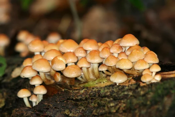 Hongos tóxicos hypholoma fascicularis —  Fotos de Stock