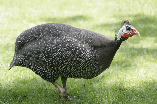 The helmet guinea fowl — Stock Photo, Image