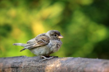 küçük serçe kuşu