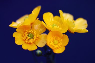 caltha palustris çiçekler