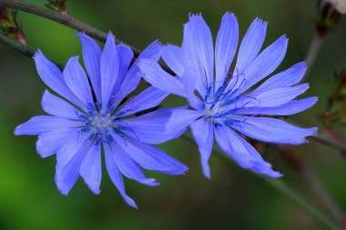 Peygamber Çiçeği veya centaurea Maviler'i