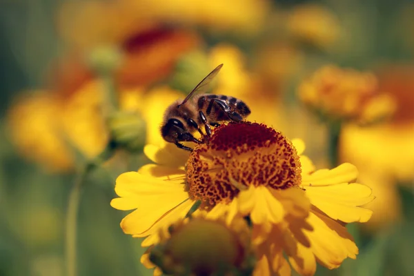 Flores de helenio con una abeja — Foto de Stock