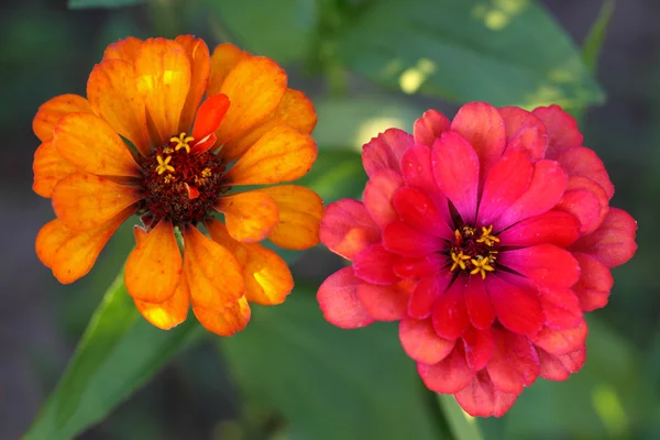 Die Zinnie ist eine mehrfarbige Blume — Stockfoto