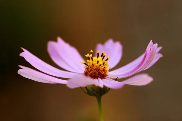 Roze kosmos bloemen — Stockfoto