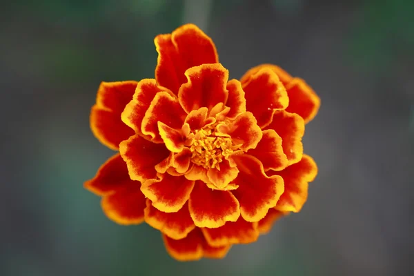 Makro der Tagetes-Blüte — Stockfoto