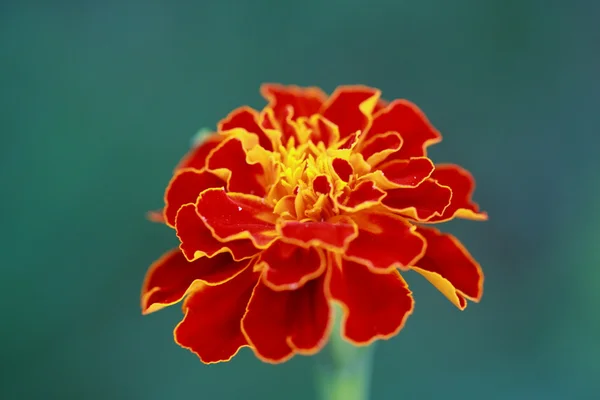 Makro der Tagetes-Blüte — Stockfoto