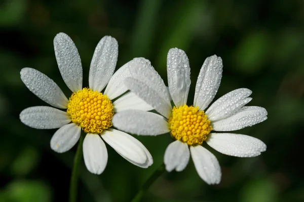 Weiße Kosmos-Blumen im Garten — Stockfoto