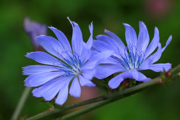 Cani di fiordaliso o centaurea — Foto Stock