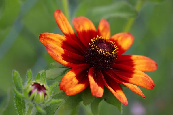 Die Zinnie ist eine mehrfarbige Blume — Stockfoto