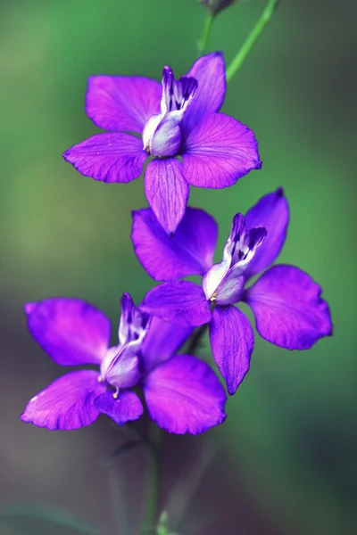 Flores delfinadas — Fotografia de Stock