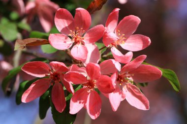 çiçekli kiraz çiçekleri