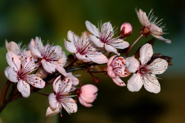 Árboles florecientes en primavera —  Fotos de Stock