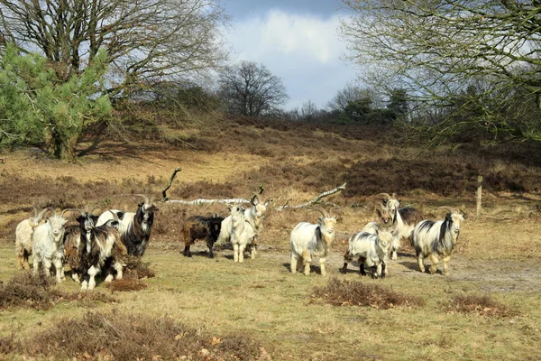 A Cabra Landrace Holandesa — Fotografia de Stock