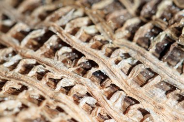 Ölü muz yaprağı yapısını kapatın