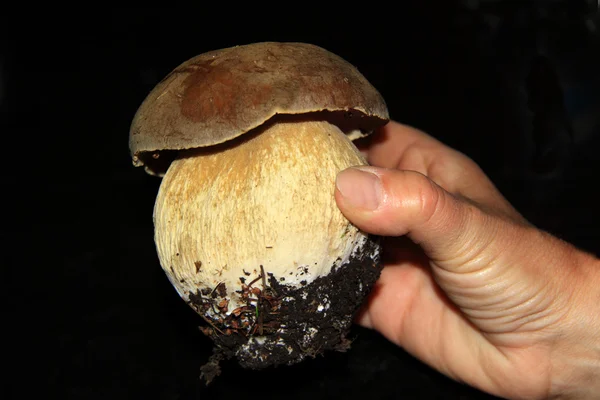 Болет Едуліс їстівний гриб — стокове фото