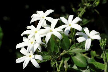 Beyaz Yasemin çiçekleri