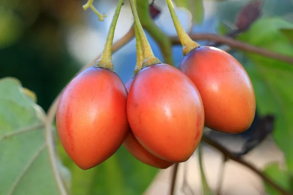 Tamarillo (Cyphomandra betacea) —  Fotos de Stock