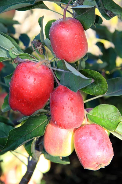 Manzanas maduras en el árbol — Foto de Stock