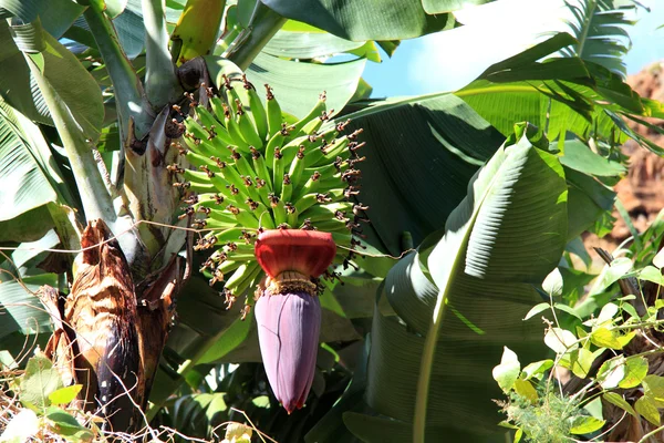 Bananas verdes com uma flor — Fotografia de Stock