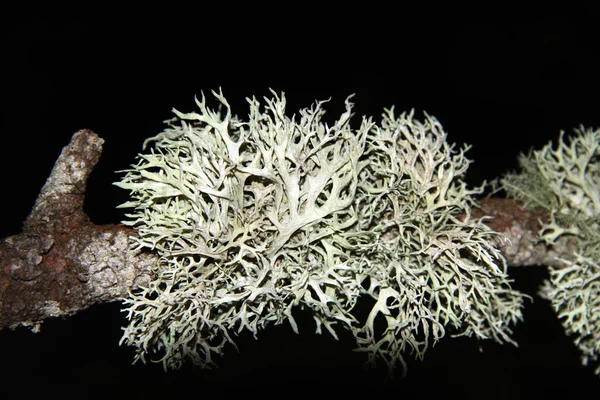 Usnea longissima