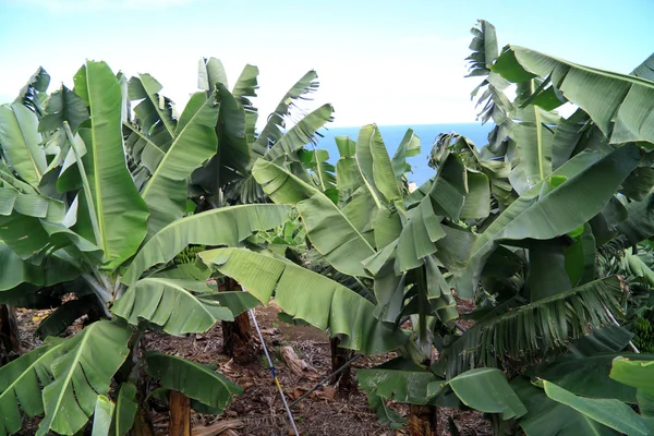 Grande plantação de banana — Fotografia de Stock