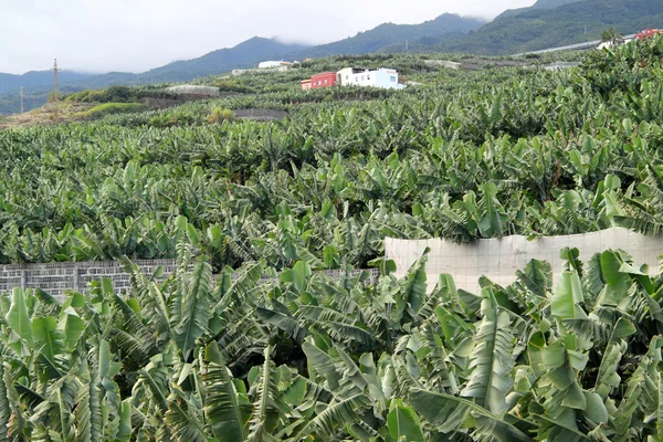 Large banana plantation — Stock Photo, Image