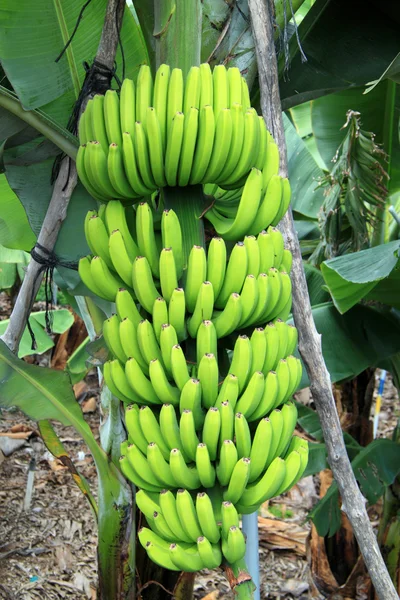 En banan träd med bananer — Stockfoto