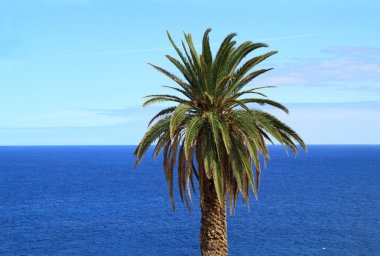 Palmiye ağacı ve okyanus