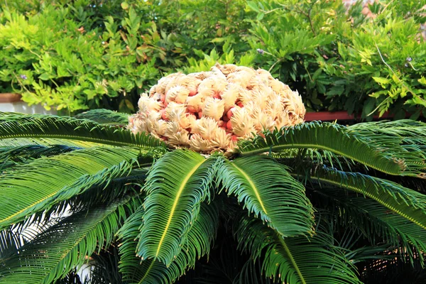 Palmera de Sago, Cycadaceae — Foto de Stock