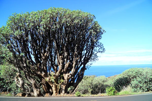 Expurgo da ilha das Canárias — Fotografia de Stock