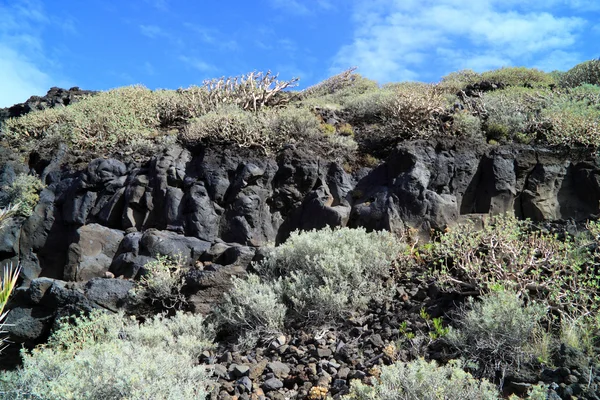 Purga de Canarias — Foto de Stock