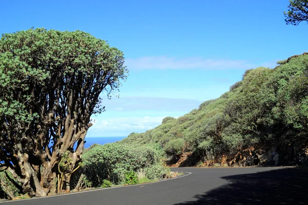 Spurge dell'isola delle Canarie — Foto Stock