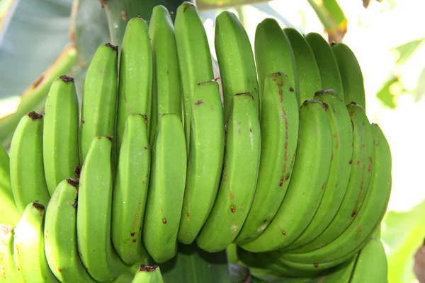 Bananas verdes — Fotografia de Stock