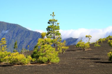 Milli Parkı Caldera de Taburiente La Palma