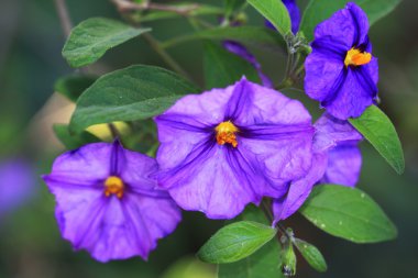 Mavi patates otobüs, Solanum rantonnetii
