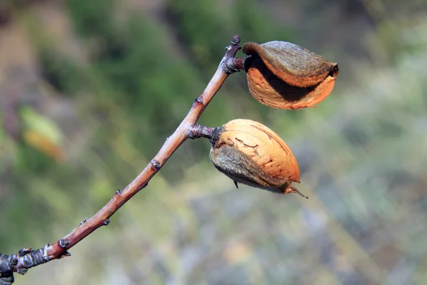 Amandelen boom — Stockfoto