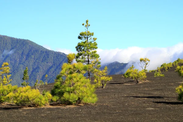 Nationalparken Caldera de Taburiente i La Palma — Stockfoto