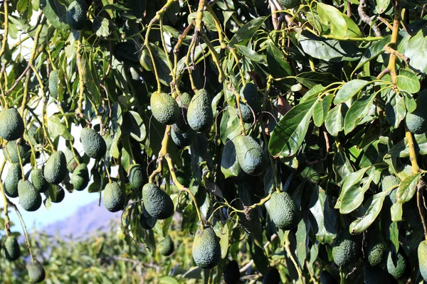 Avokado trädet, Persea americana — Stockfoto