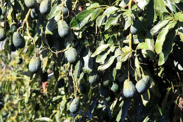 Avokado trädet, Persea americana — Stockfoto