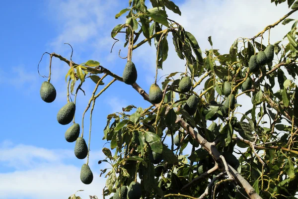 Дерево авокадо, Persea Ficana — стоковое фото