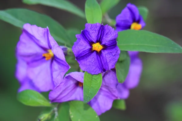 Ônibus de batata azul, Solanum rantonnetii — Fotografia de Stock