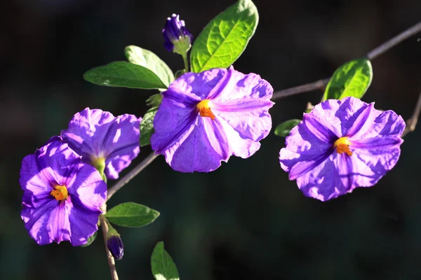 Ônibus de batata azul, Solanum rantonnetii — Fotografia de Stock