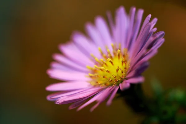 Aster çiçek, (Compositae bitki) — Stok fotoğraf