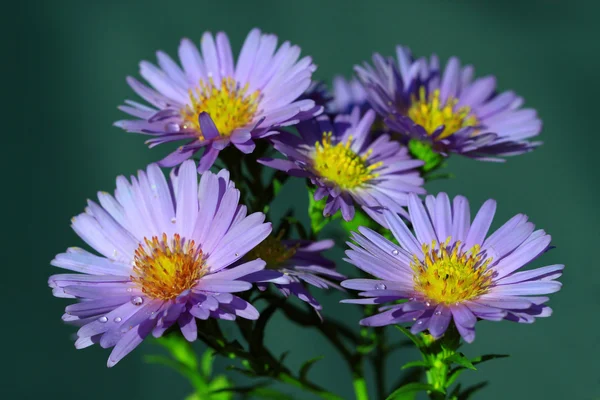 Aster bloemen (Compositae van Asteraceae) — Stockfoto