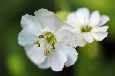 Silene maritima 'Weisskehlchen'
