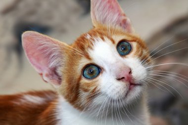 Mavi gözlü kedi yavrusu.