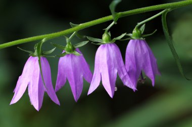 Mavi çan çiçeği rapunculoides çiçekler