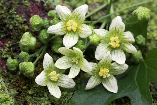 Bryonia dioica flori sălbatice — Fotografie, imagine de stoc