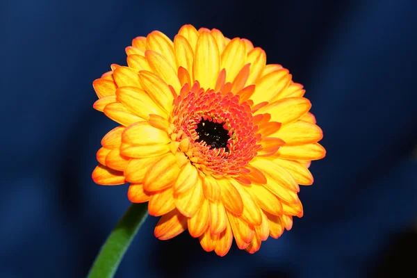 Die gerbera (barberton daisy)) — Stockfoto